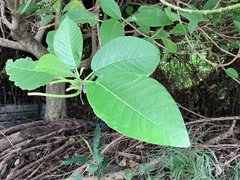 Dendrocnide meyeniana