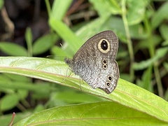 Ypthima baldus