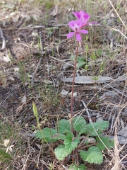 Pelargonium rodneyanum