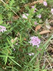Pimelea linifolia