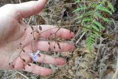 Dianella callicarpa