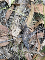 Oedura tryoni