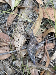 Oedura tryoni