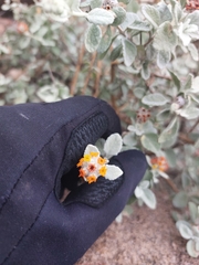 Buddleja marrubiifolia