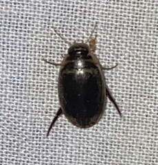 Thermonectus basillaris basillaris