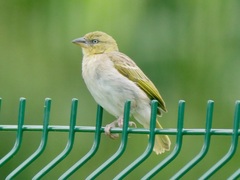 Ploceus melanocephalus