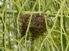 Ploceus melanocephalus