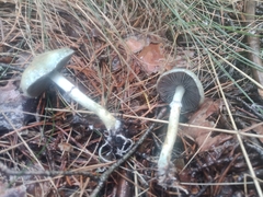 Stropharia aeruginosa