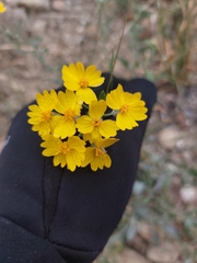 Psilostrophe tagetina