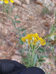 Psilostrophe tagetina