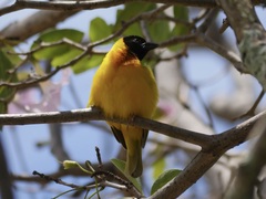 Ploceus melanocephalus