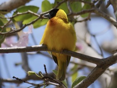 Ploceus melanocephalus