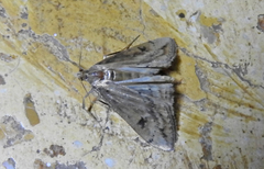 Evergestis isatidalis