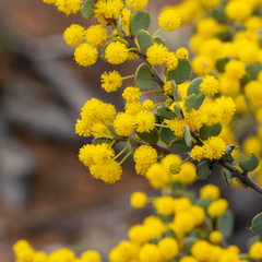 Acacia merrallii