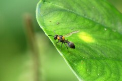 Ropalidia bicolorata