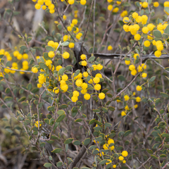 Acacia merrallii