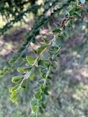 Acacia pravissima