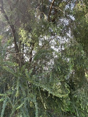 Acacia pravissima