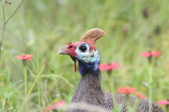 Numida meleagris coronatus