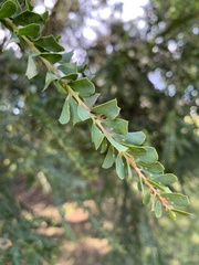 Acacia pravissima
