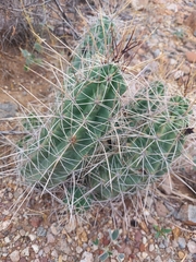 Echinocereus enneacanthus enneacanthus