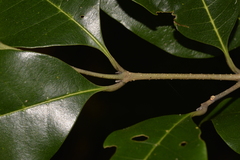 Olea paniculata