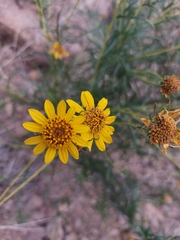 Sidneya tenuifolia