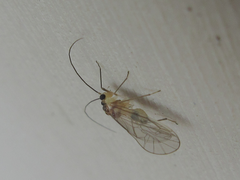 Stenopsocus