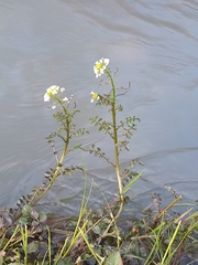 Nasturtium officinale