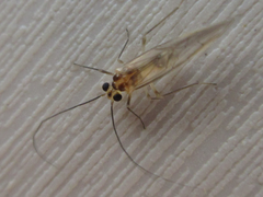 Stenopsocus