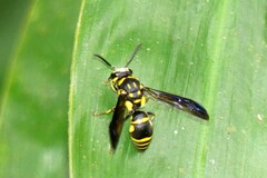 Gribodia