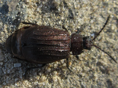 Galeruca vicina