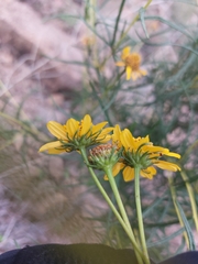 Sidneya tenuifolia