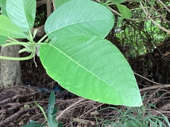 Dendrocnide meyeniana
