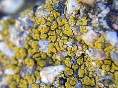 Candelariella aurella