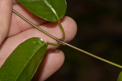 Parsonsia howeana