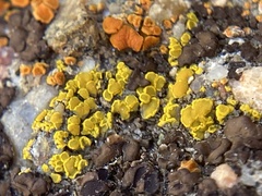 Candelariella aurella