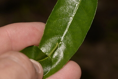 Parsonsia howeana