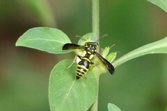 Gribodia