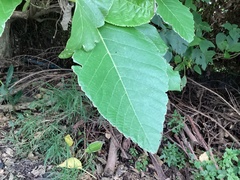Dendrocnide meyeniana