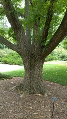 Phellodendron amurense