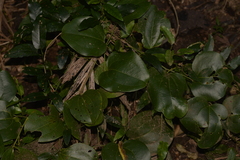 Smilax australis