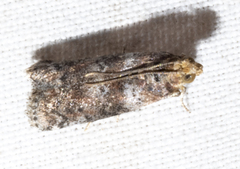 Sciota rubrisparsella