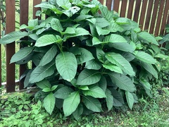 Trichodesma calycosum