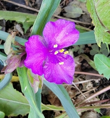 Tradescantia