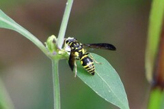 Gribodia