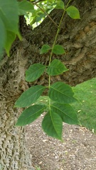 Phellodendron amurense
