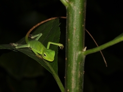 Bronchocela jubata