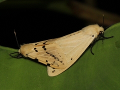 Spilosomina