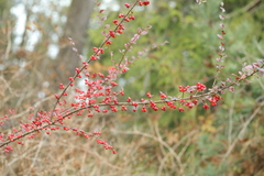 Cotoneaster